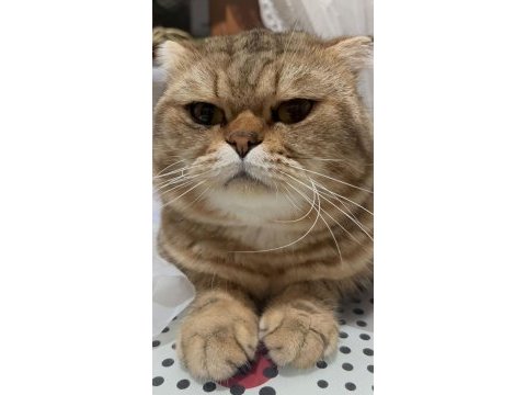 Çok sakin bir beyefendi scottish fold