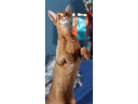 Şampiyon safkan anne babanın 6 aylık erkek habeş kedisi