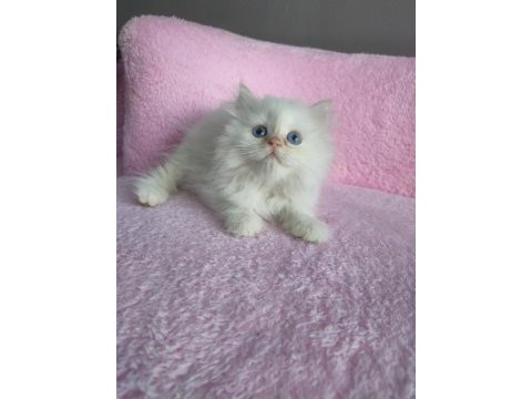 British shorthair yavruları