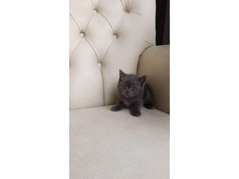 Safkan orijinal british shorthair yavrularımız