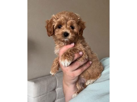 4 kıvırcık kıvırcık maltipoo bebekler