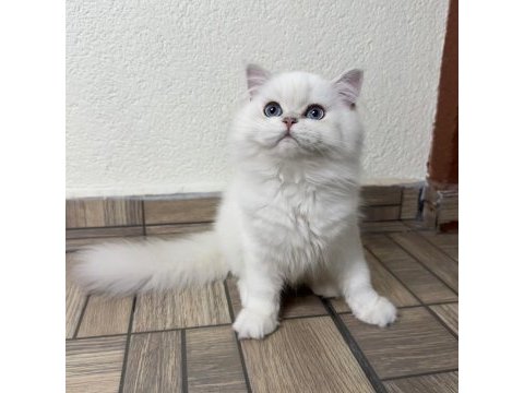 Muhteşem yakışıklı british longhair oğlum