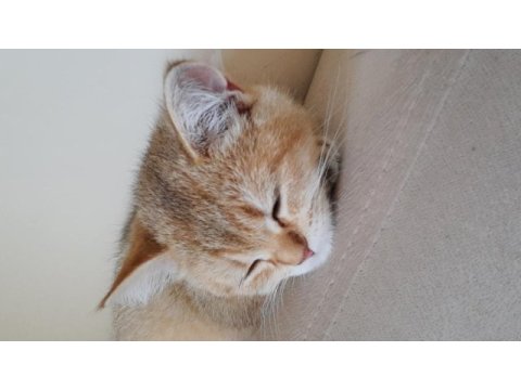 3 aylık british shorthair erkek