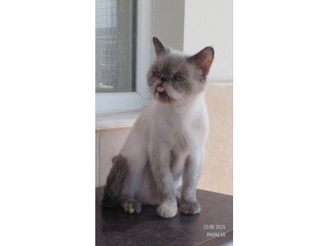 Gerçek ve kaliteli blue point exotic kedimizdir