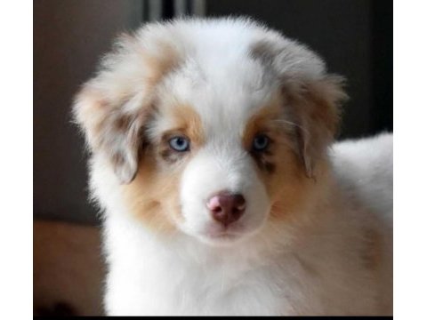 Çok iyi border collie yavruları