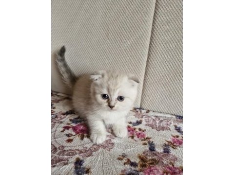 British longhair scottish straight