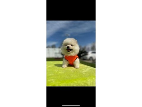 Show kalite teddy boo yavrular pomeranian