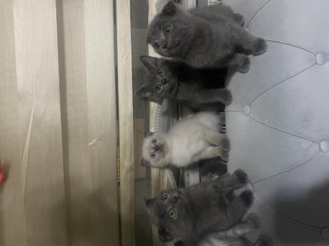 Hem güzel olsun hem uysal olsun diyenlere