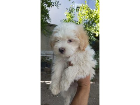 A kalite maltipoo