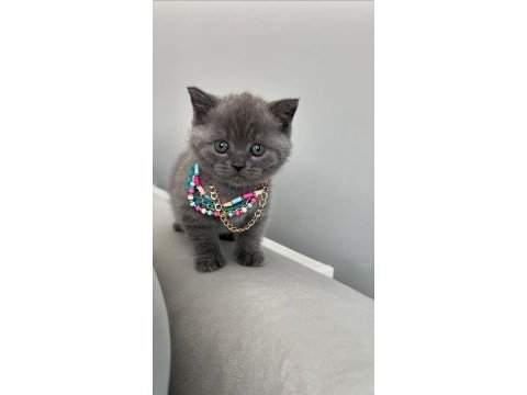 Yavru scottish fold
