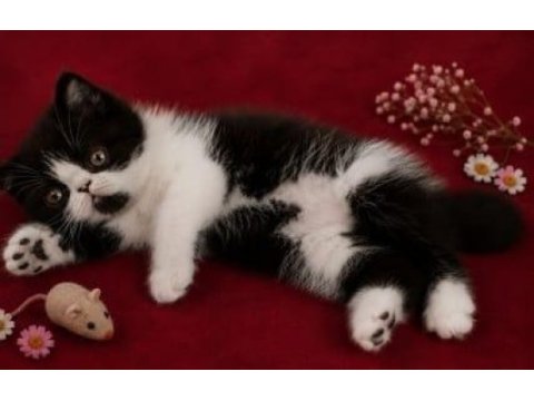 Safkan exotic shorthair bebekler