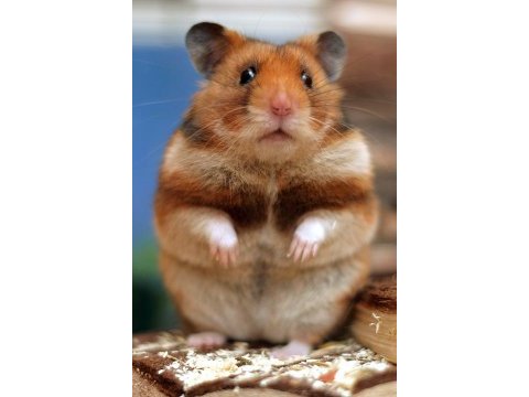 Yavru hamster ve kafes kampanya çocuklara özel