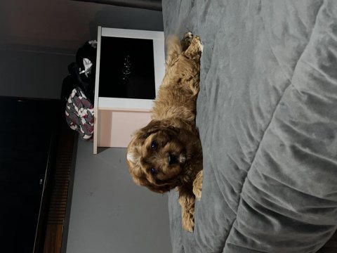 Çok sağlıklı maltipoo
