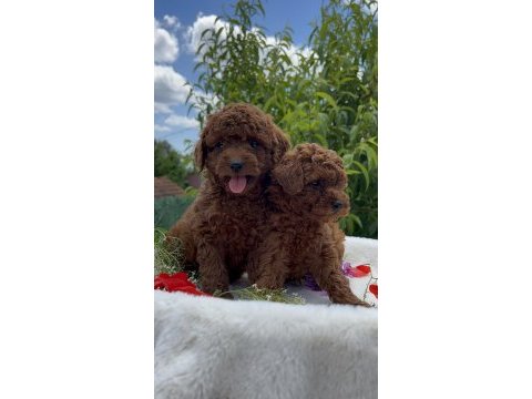Kore kanı show kalite poodle yavrular
