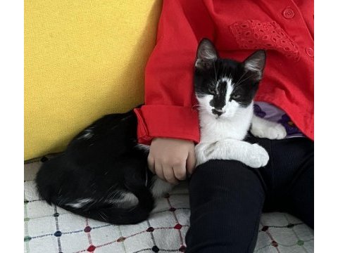 Smokin dişi uysal kedimiz tek istediği sevgi sıcak bir yuva