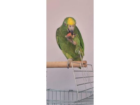 Ful evcil konuşma mevcut amazon papağanı