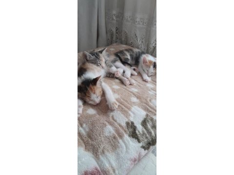 Nami'nin yavrularına yuva arıyoruz