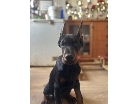 Şecereli doberman yavruları