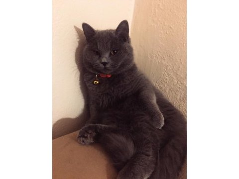 Erkek british shorthair