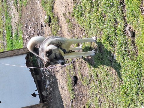 Türk akita