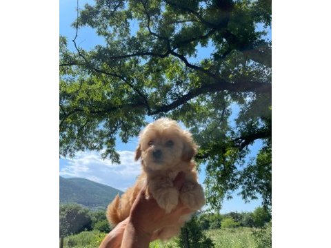 Küçük maltipoo miniklerim