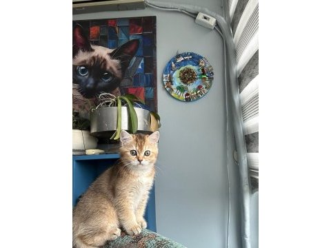 Ny11 safkan british shorthair