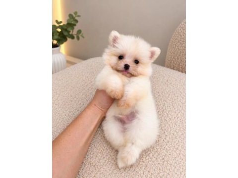 Pomeranian teddy face teacup 