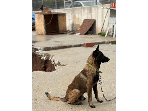 Belçika malinois belçika kurt