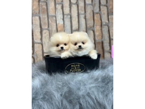 Pomeranian boo yavrulara yuva