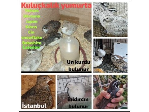 Bıldırcın yumurtası ve bıldırcın