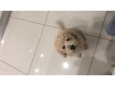 4 aylik erkek maltipoo