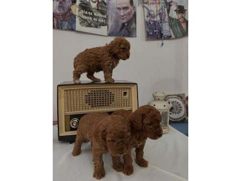 Muhteşem ırk garantili poodle yavrularım