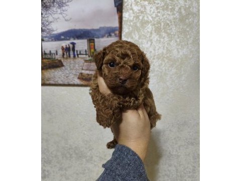 Dişi poodle bebek