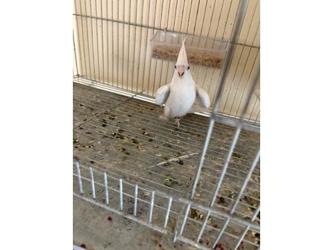 İkinci kuluçka hazırlığında kusursuz albino-wf takım sultan