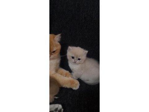Rezerveye açık british shorthair yavrular