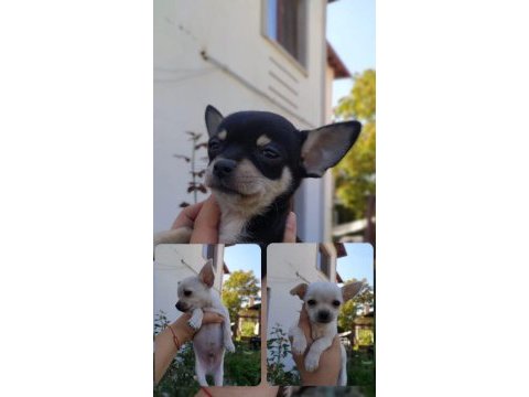 Chihuahua yavrularımız ücretli sahiplendirilecektir
