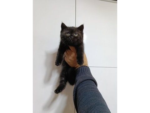 Brisith shorthair yavrular