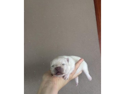 Pomeranian boo yavrular yeni ailesini bekliyor