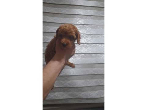 Ev ortamı poodle bebekler