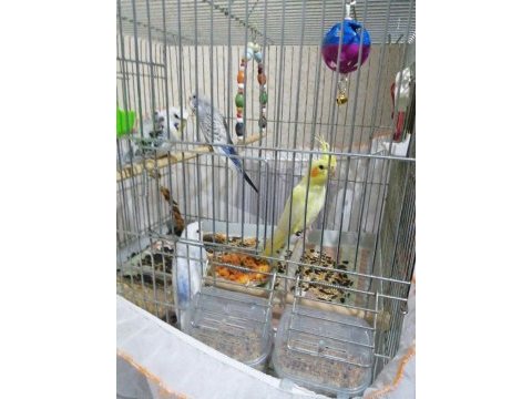 Teksas silver muhabbet kuşu bebekler