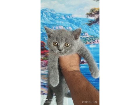 Muhteşem yavru kedilerim artık hazır