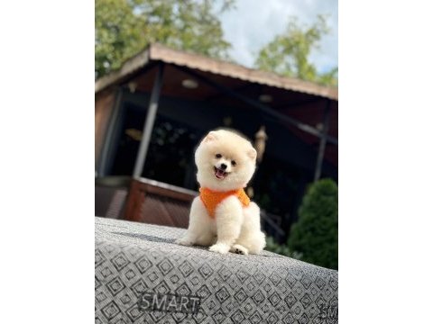 Sağlık ve ırk garantili pomeranianlarımız