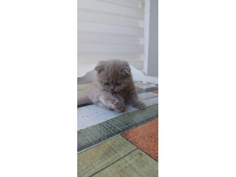 Muhteşem güzellikte scottish fold yavrularımız