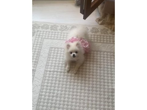 Pomeranian dişi kızımız