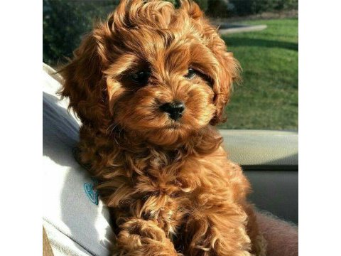 Maltipoo yavrularımız sıfır boy