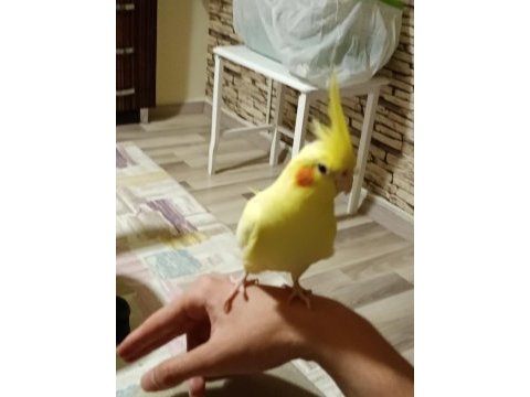 Lutino sultan papağanı yeni sahibini arıyor