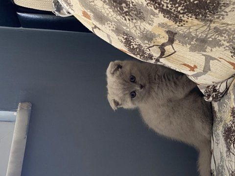 2 aylık scrli dişi scottish fold lilac