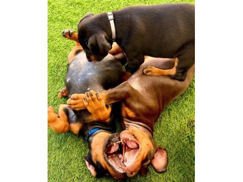 Türkiyenin en güvenilir çiftliğinden doberman