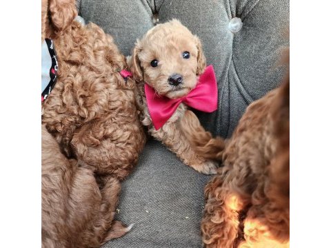 Anne altından mini maltipoo