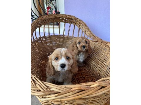 Orjinal cavapoo yavrular